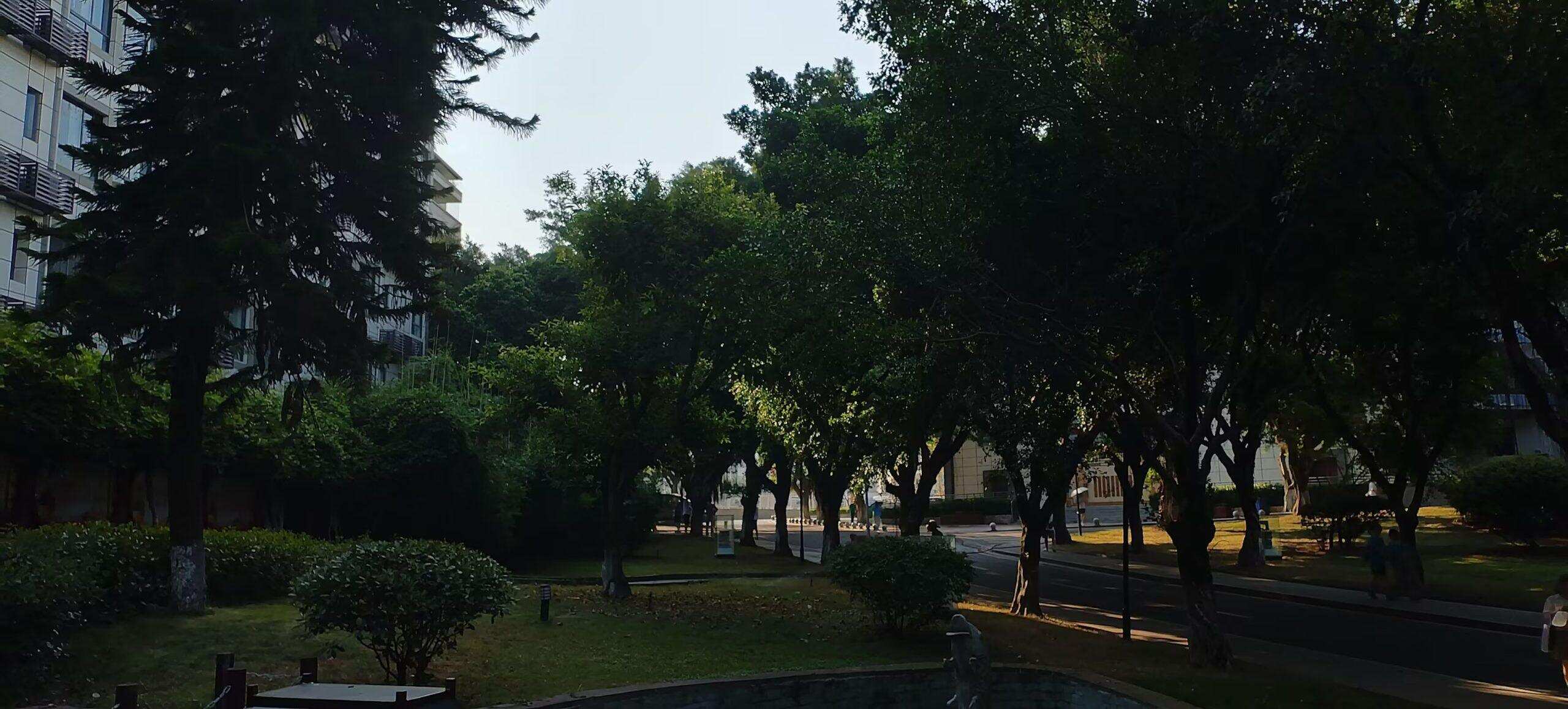 树叶茂密 那从中缝隙透出来的光影，是蓬勃的希望在向我走来-校园频道