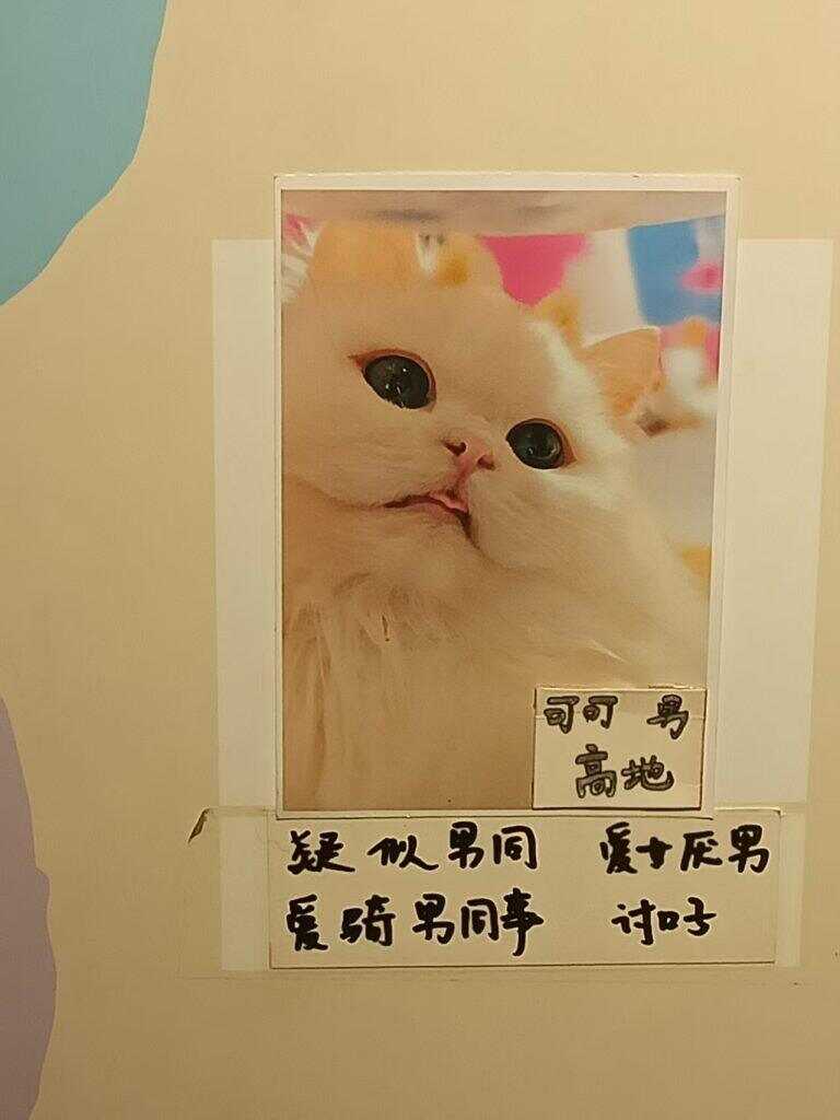小猫-暑假时光论坛-校园-校园频道