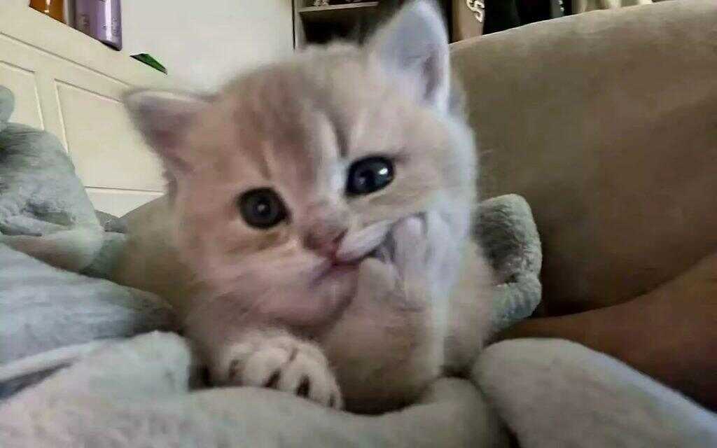 猫猫-暑假时光论坛-校园-校园频道