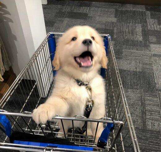 狗狗🐶-校园频道