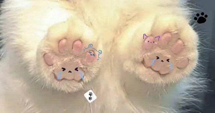 🐱爪-校园频道