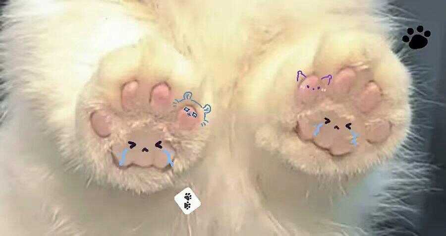 🐱爪-暑假时光论坛-校园-校园频道