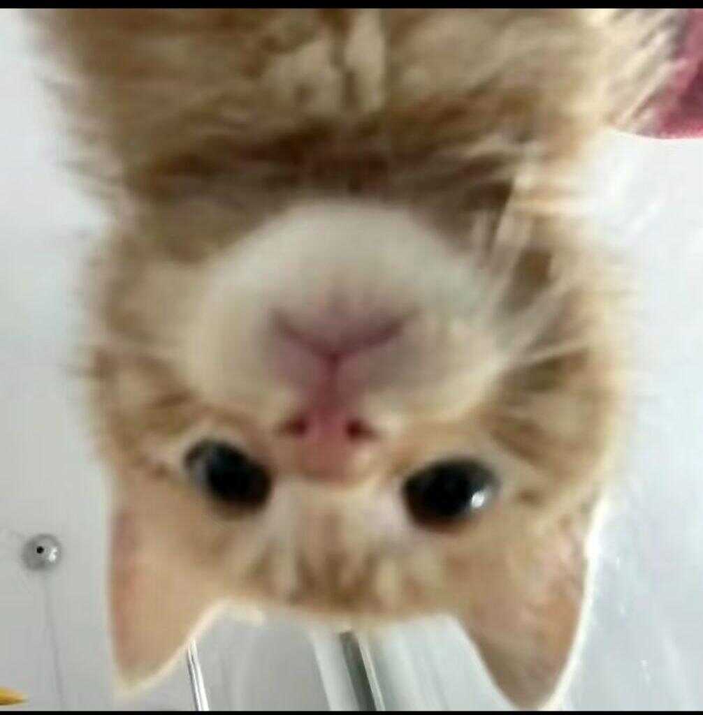 🐈‍⬛ ≡^ˇ^≡-暑假时光论坛-校园-校园频道