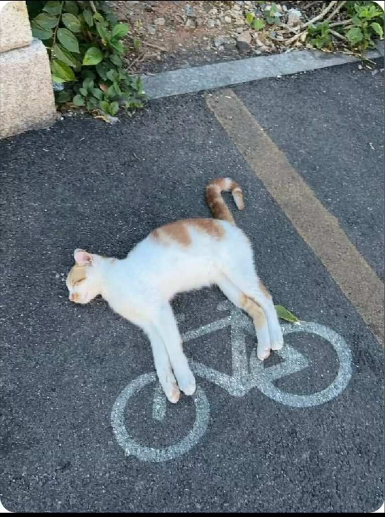 ≽^ ⦁ ⩊ ⦁ ^≼-暑假时光论坛-校园-校园频道