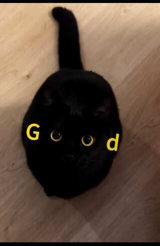 一只Good🐱-校园频道