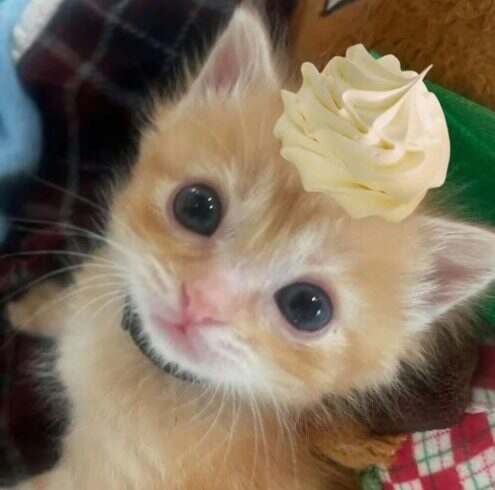 ( ˃ ⌑ ˂ഃ )-校园频道