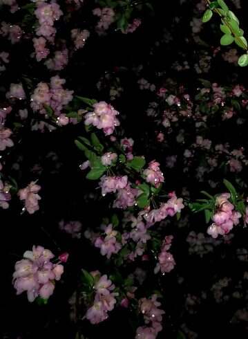 海棠花-校园频道