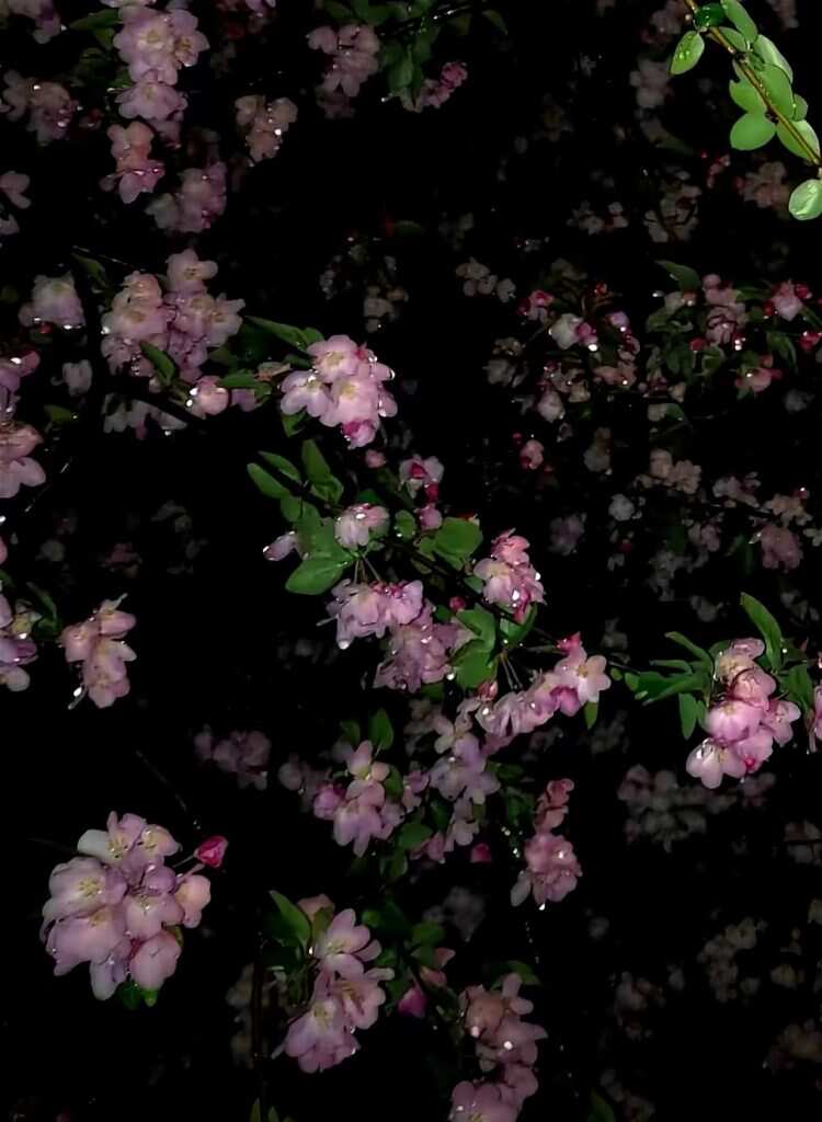 海棠花-暑假时光论坛-校园-校园频道