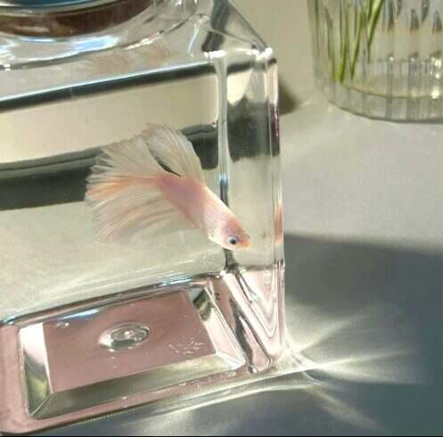 🐟-校园频道
