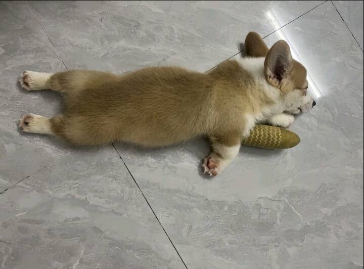 这睡姿笑死我了-校园频道