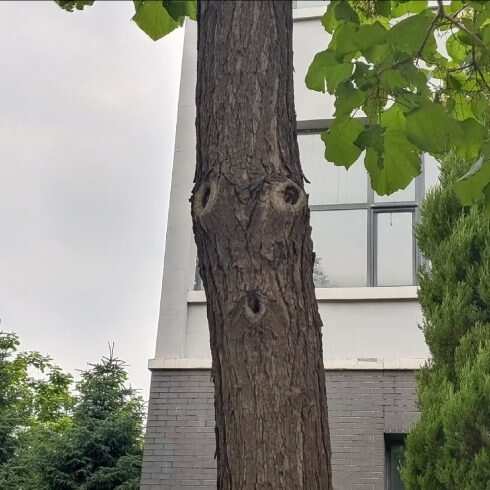 🌳需要配音师-校园频道