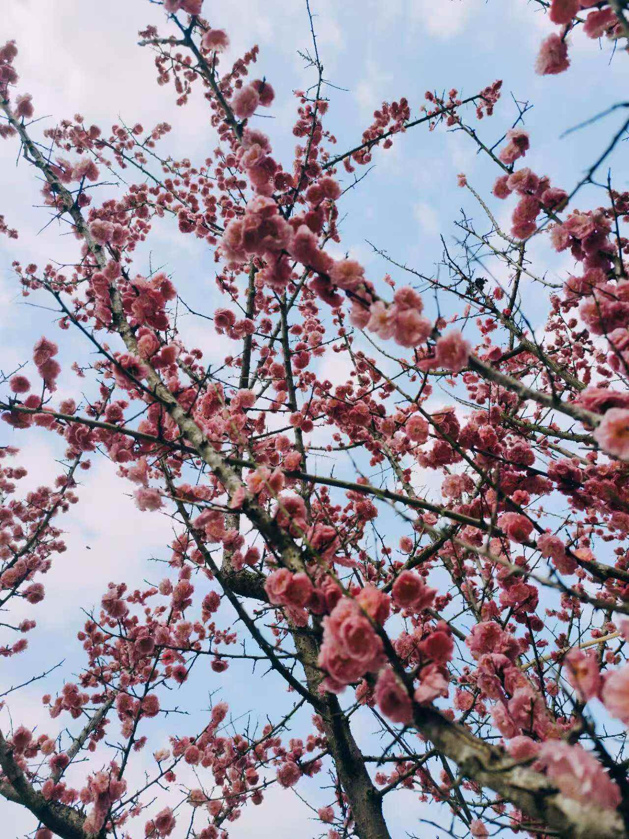 冬日的梅-校园频道