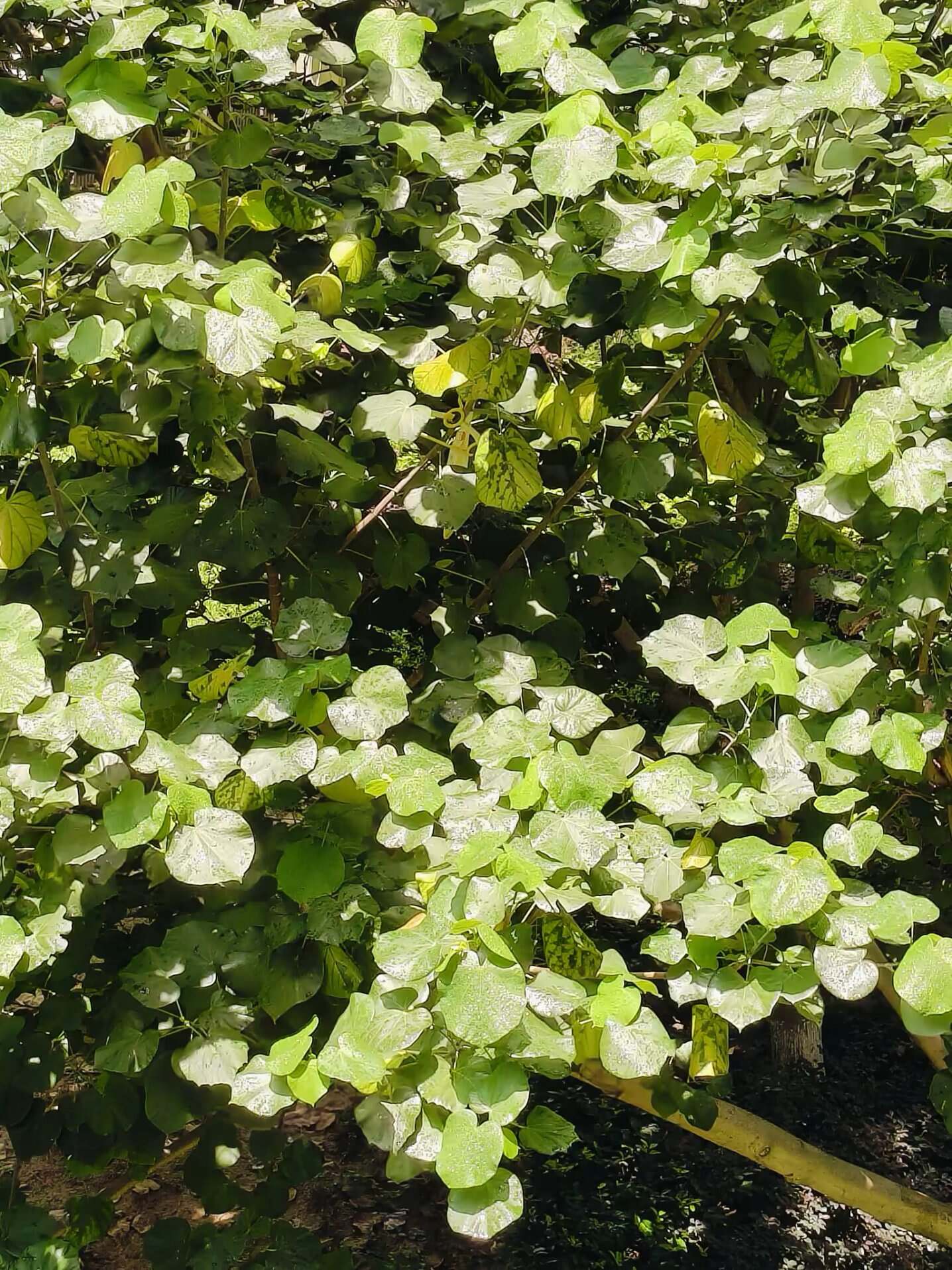 爱心形的💖-校园频道