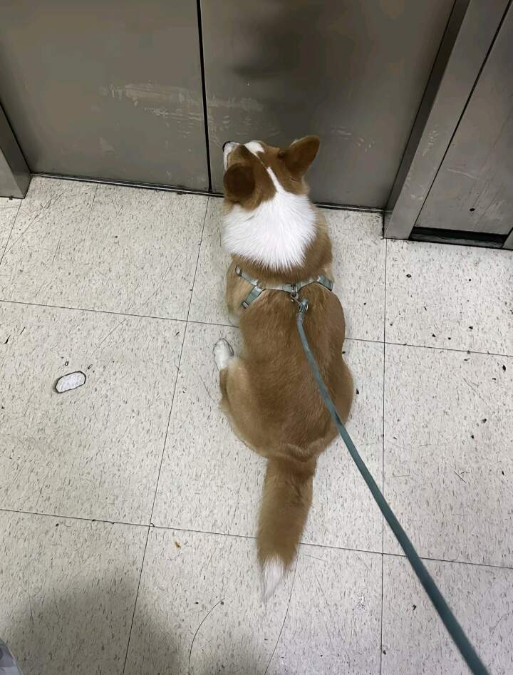 啦啦啦遛狗-校园频道