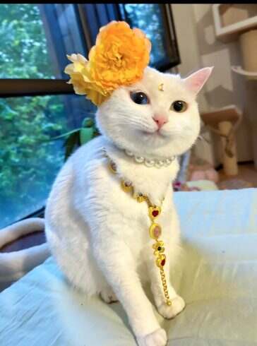 猫美如画-校园频道