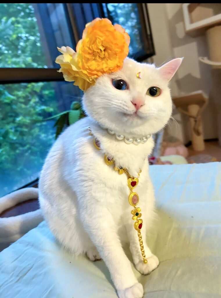 猫美如画-暑假时光论坛-校园-校园频道