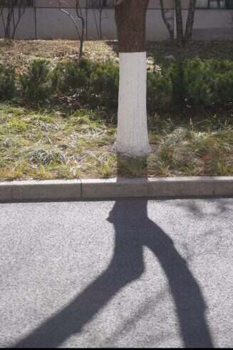 一棵正在逃走的树-校园频道