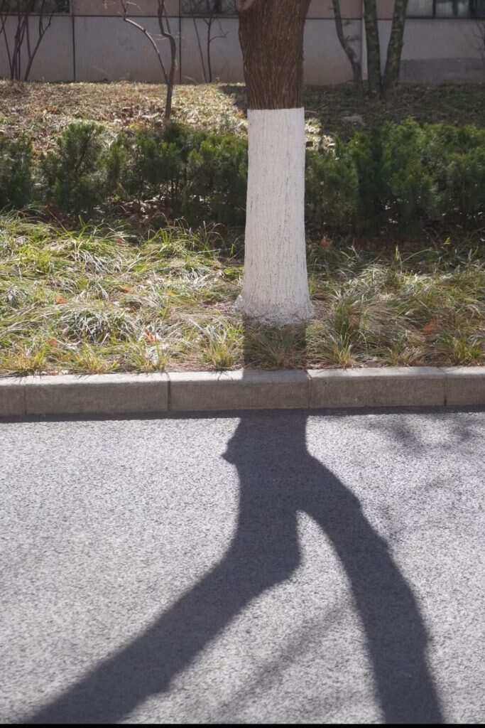 一棵正在逃走的树-暑假时光论坛-校园-校园频道