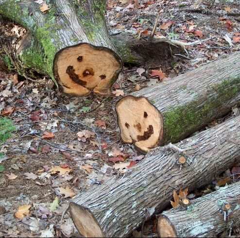 被砍断的树，竟然露出悲伤的笑脸-校园频道