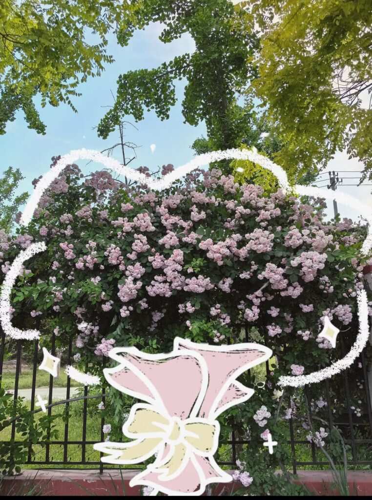 一树花-暑假时光论坛-校园-校园频道