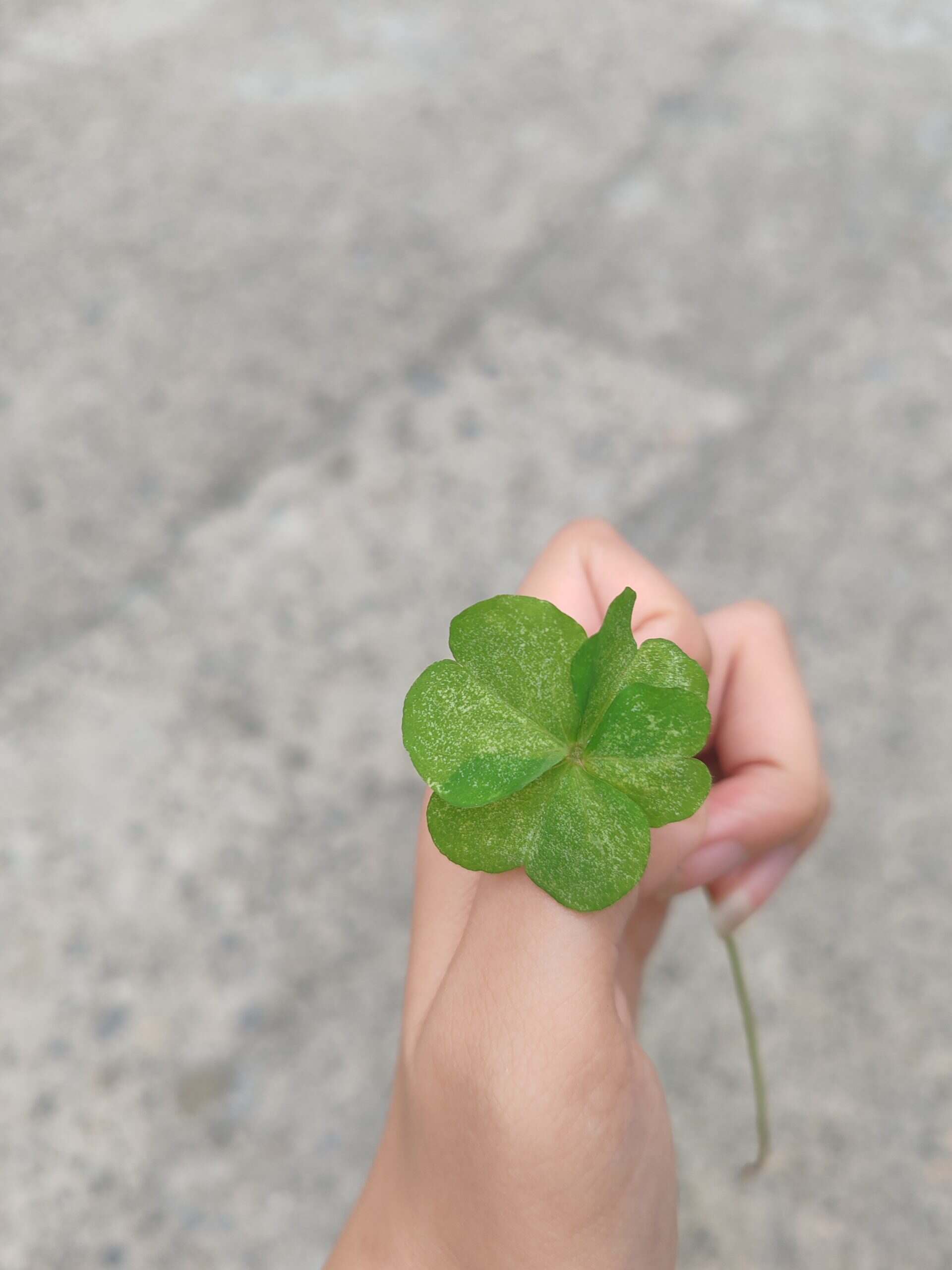 四叶草代表幸运-校园频道