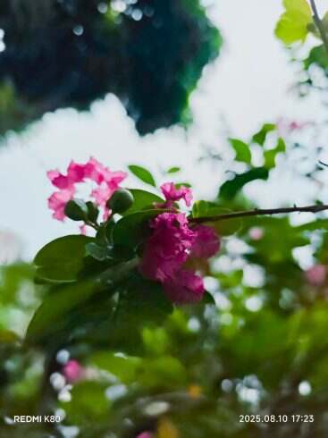 花🌸-校园频道