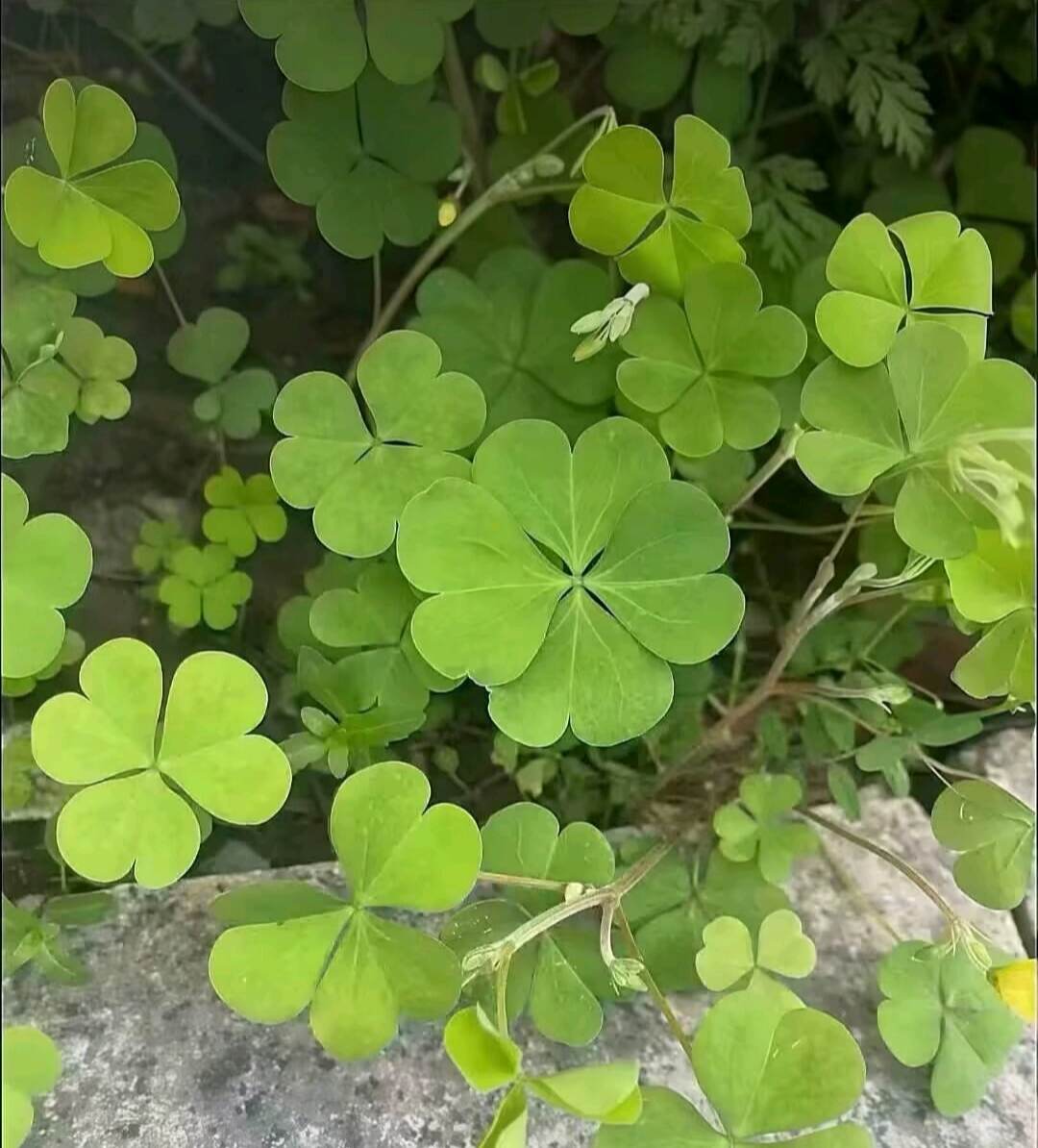 打卡了-校园频道