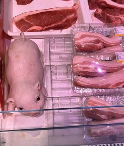 这个猪怎么还是双眼皮-校园频道