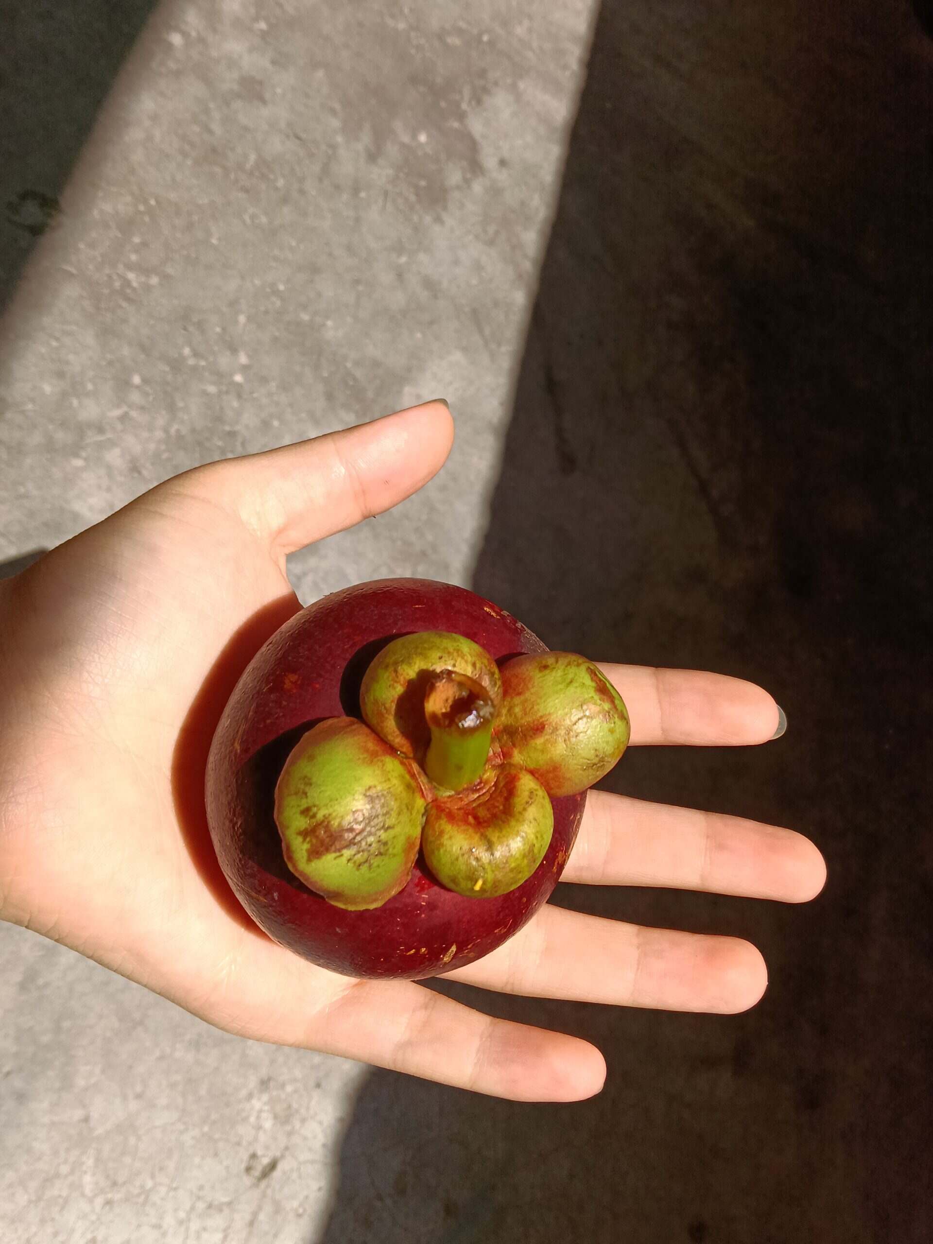 吃山竹-校园频道