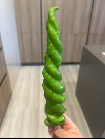 螺丝椒-校园频道