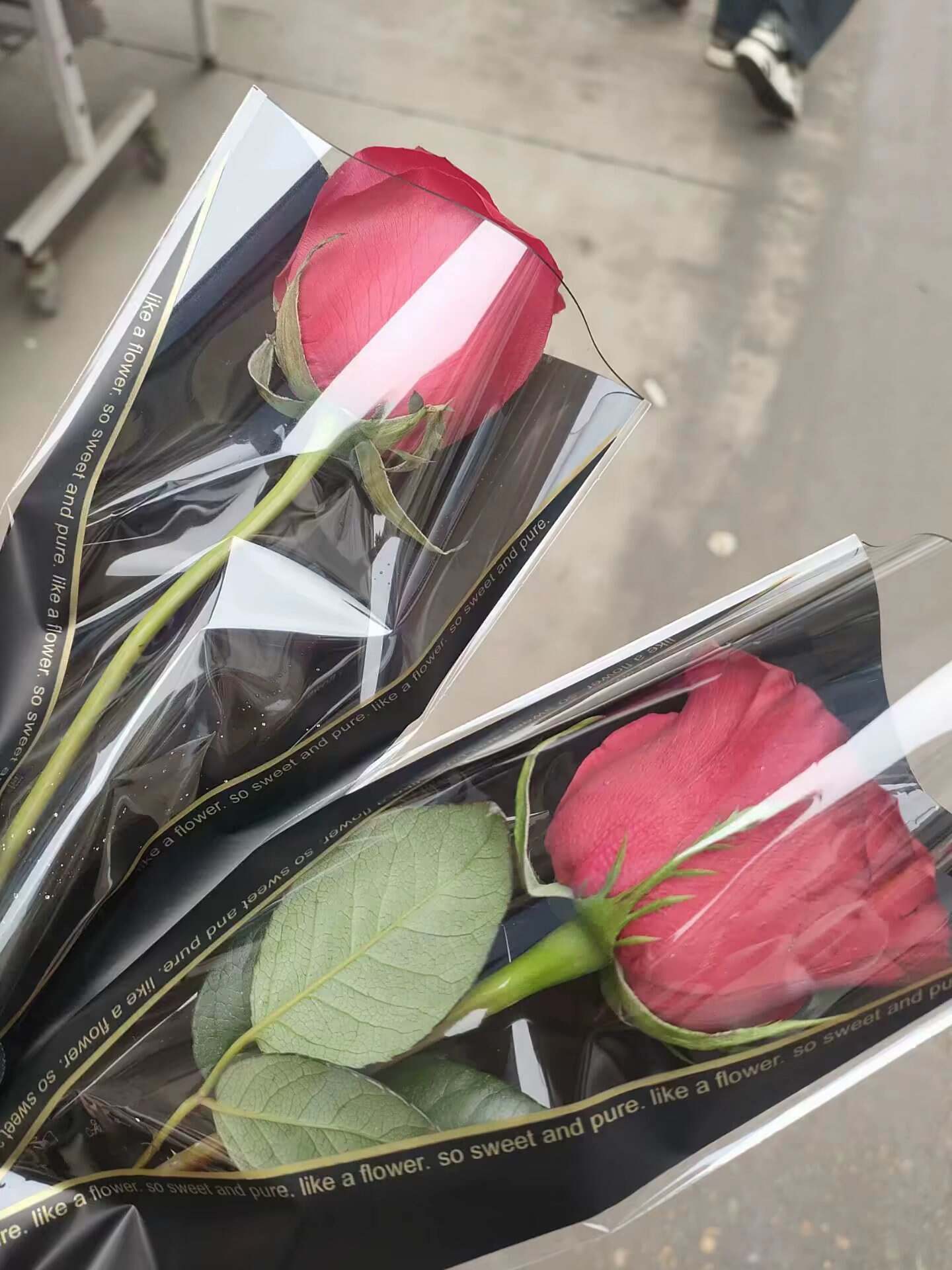 玫瑰花🌹-校园频道