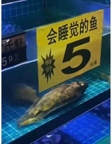 会睡觉的🐟-校园频道