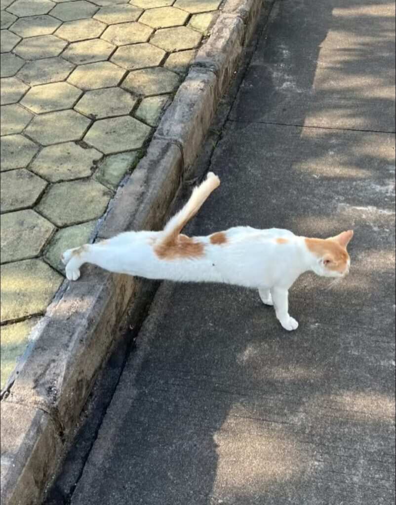 晨练的🐱-暑假时光论坛-校园-校园频道
