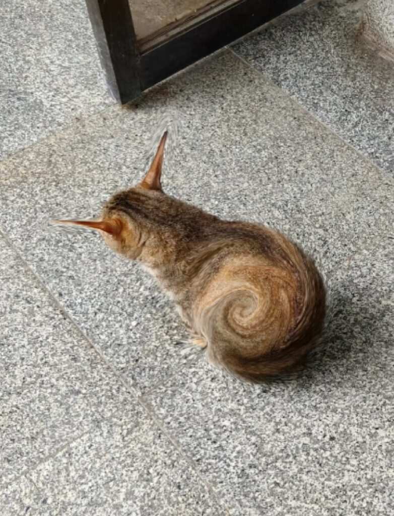 这是什么品种猫-暑假时光论坛-校园-校园频道