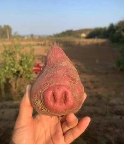 🐽-校园频道