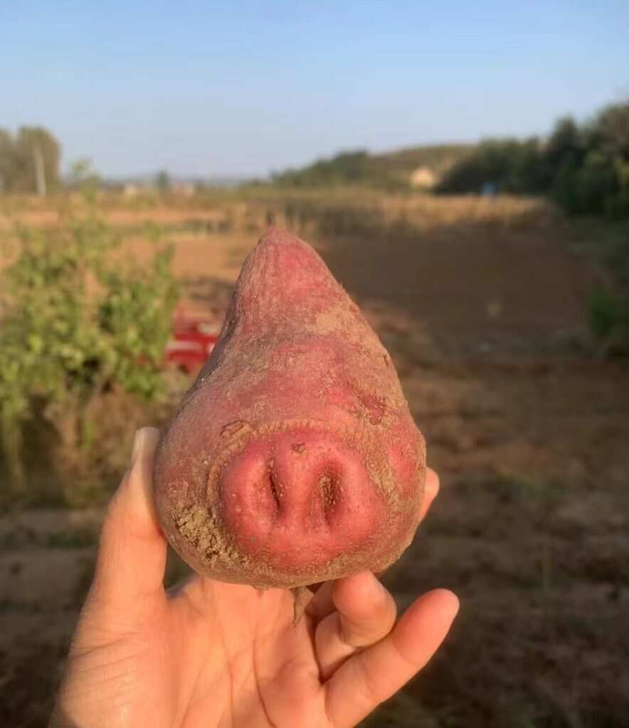 🐽-暑假时光论坛-校园-校园频道