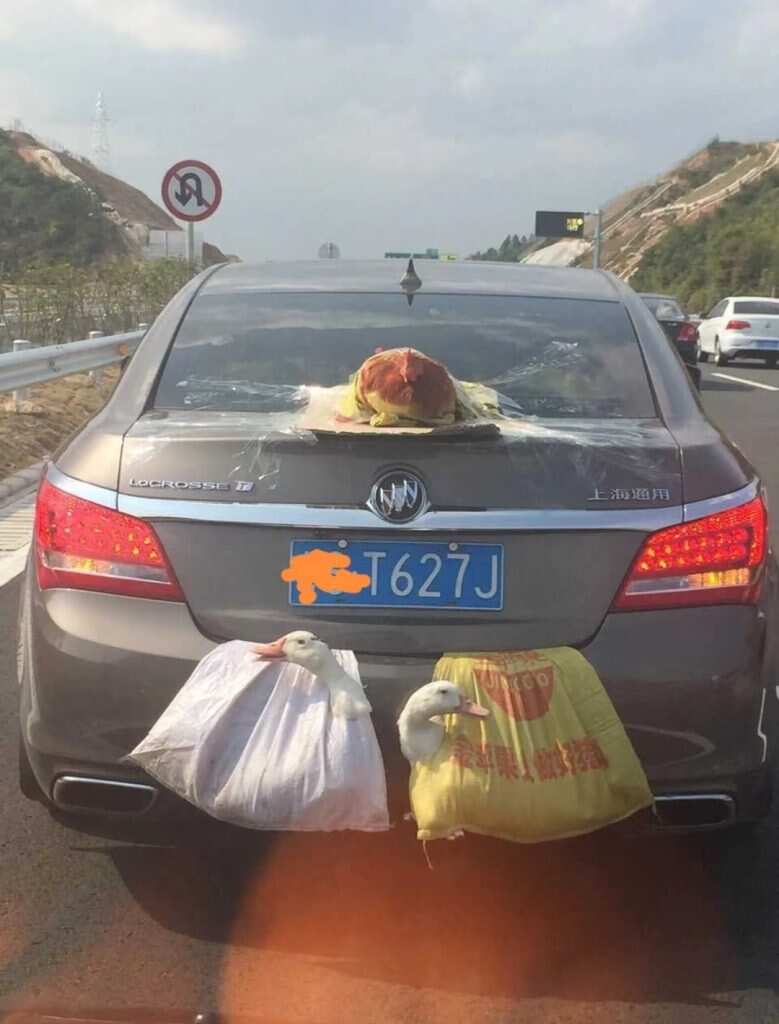 后置发动鸡，双涡轮增鸭-暑假时光论坛-校园-校园频道