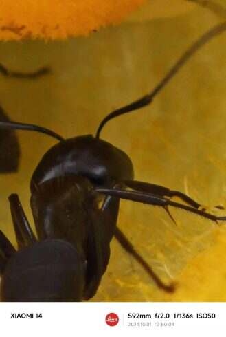 好清晰的蚂蚁-校园频道