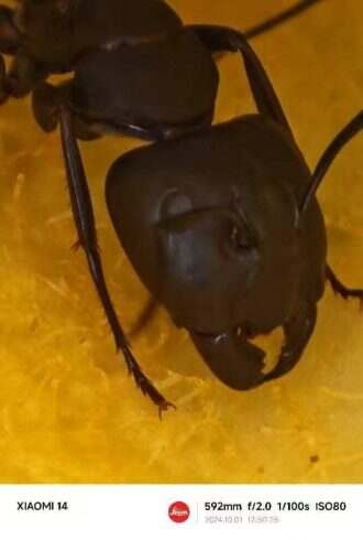 好清晰的蚂蚁-校园频道