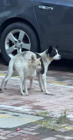 好朋狗-校园频道