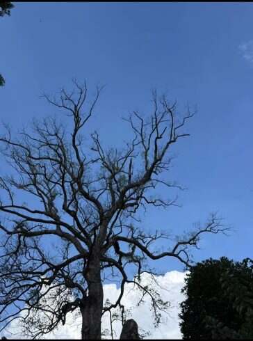 一棵四肢延伸的🌳-校园频道