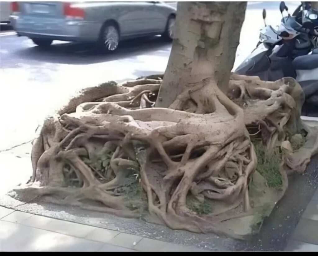 平方根-暑假时光论坛-校园-校园频道