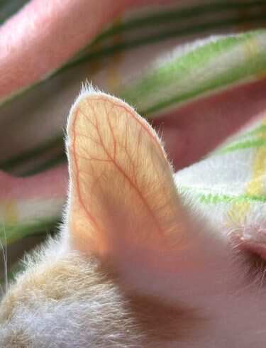 这片树叶脉络好清晰-校园频道