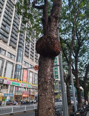 这树怎么还长了肿瘤-校园频道