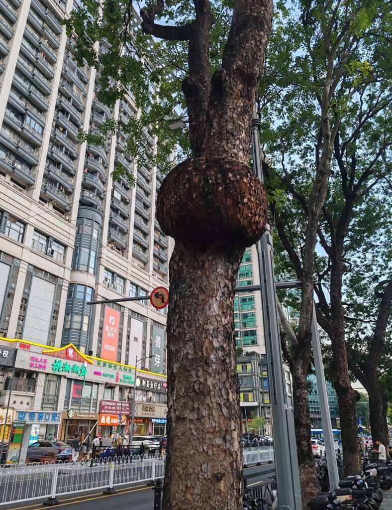 这树怎么还长了肿瘤-暑假时光论坛-校园-校园频道