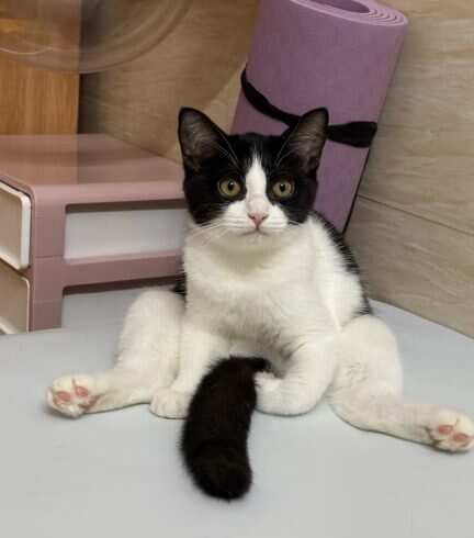 这个尾巴有点诡异-校园频道