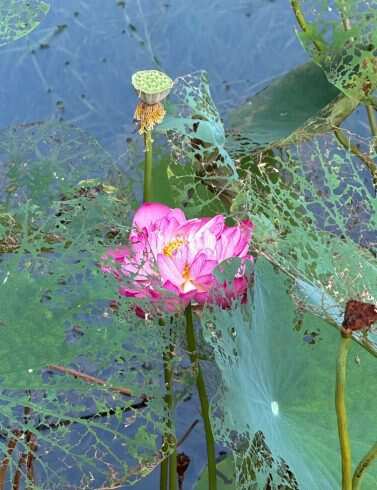 蕾丝荷花-校园频道