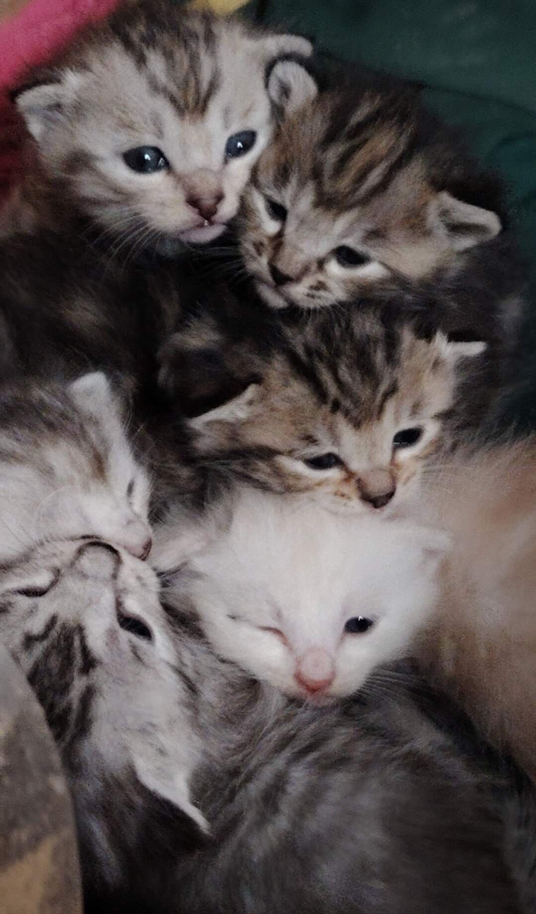 这是我的小猫,请看-校园频道