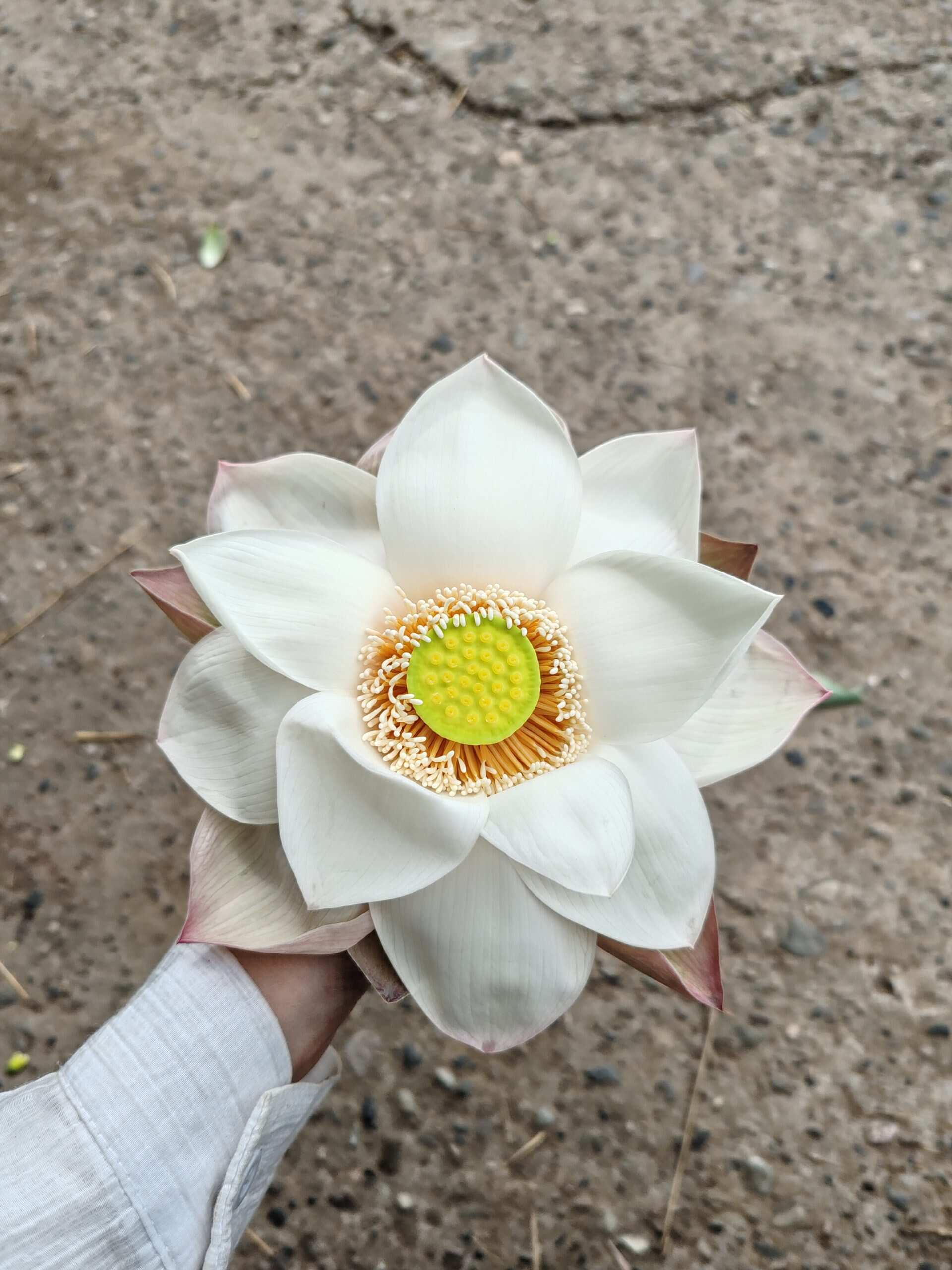 出淤泥而不染-校园频道