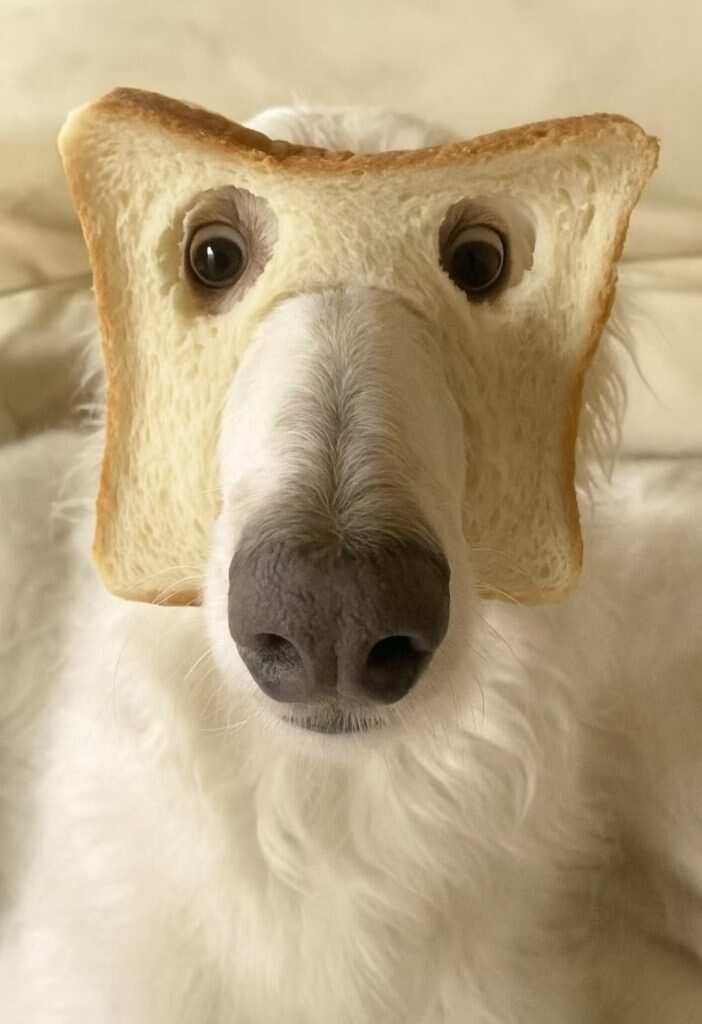 🍞狗-暑假时光论坛-校园-校园频道
